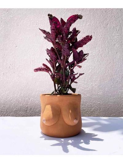 The Venus Planter