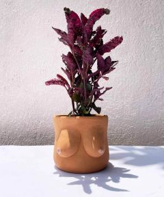 The Venus Planter